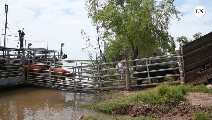 Entre Rios Evacuan Vacas06