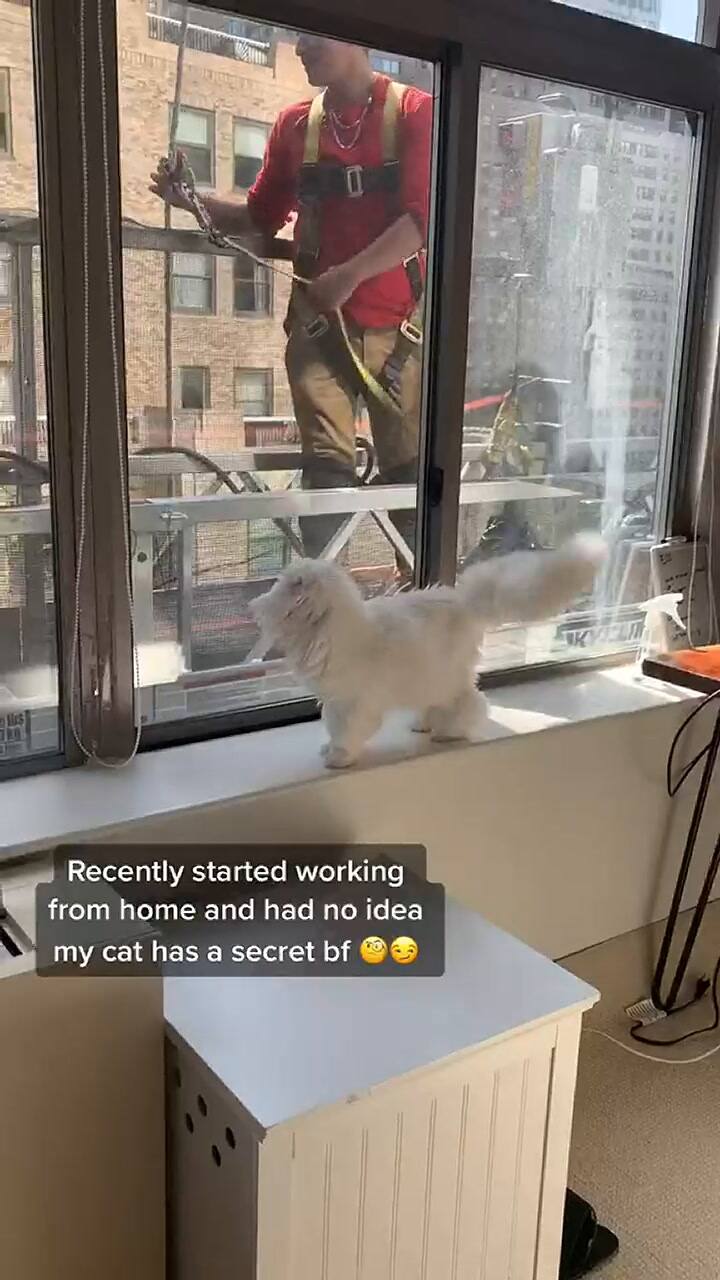 Cleo, el gato que brilla en TikTok