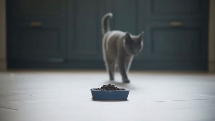 Cómo alimentar a un gato