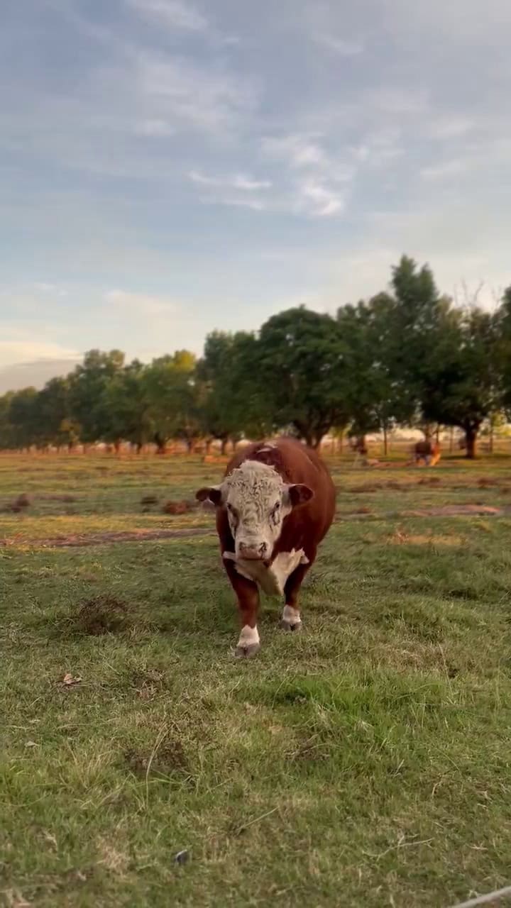 El toro que busca que le den mimos
