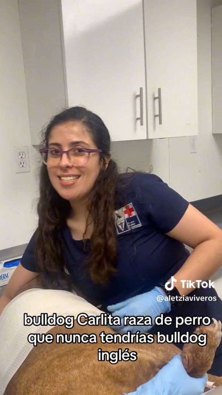 La veterinaria @aletziaviveros no recomeinda tenerer bulldogs porque son la raza que casi siempre necesitan mas de una cirugia en su vida, no pueden respirar y tienen muchas enfermedades congenitas