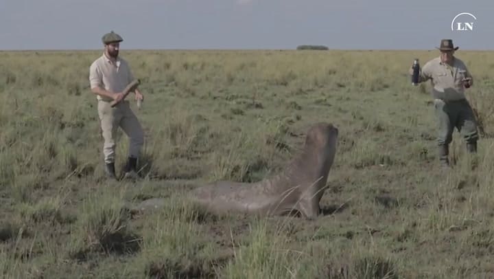 Elefante marino en una aguada para las vacas