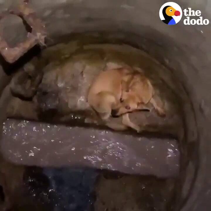 Rescató un perro de un pozo y pasó días reconfortándolo