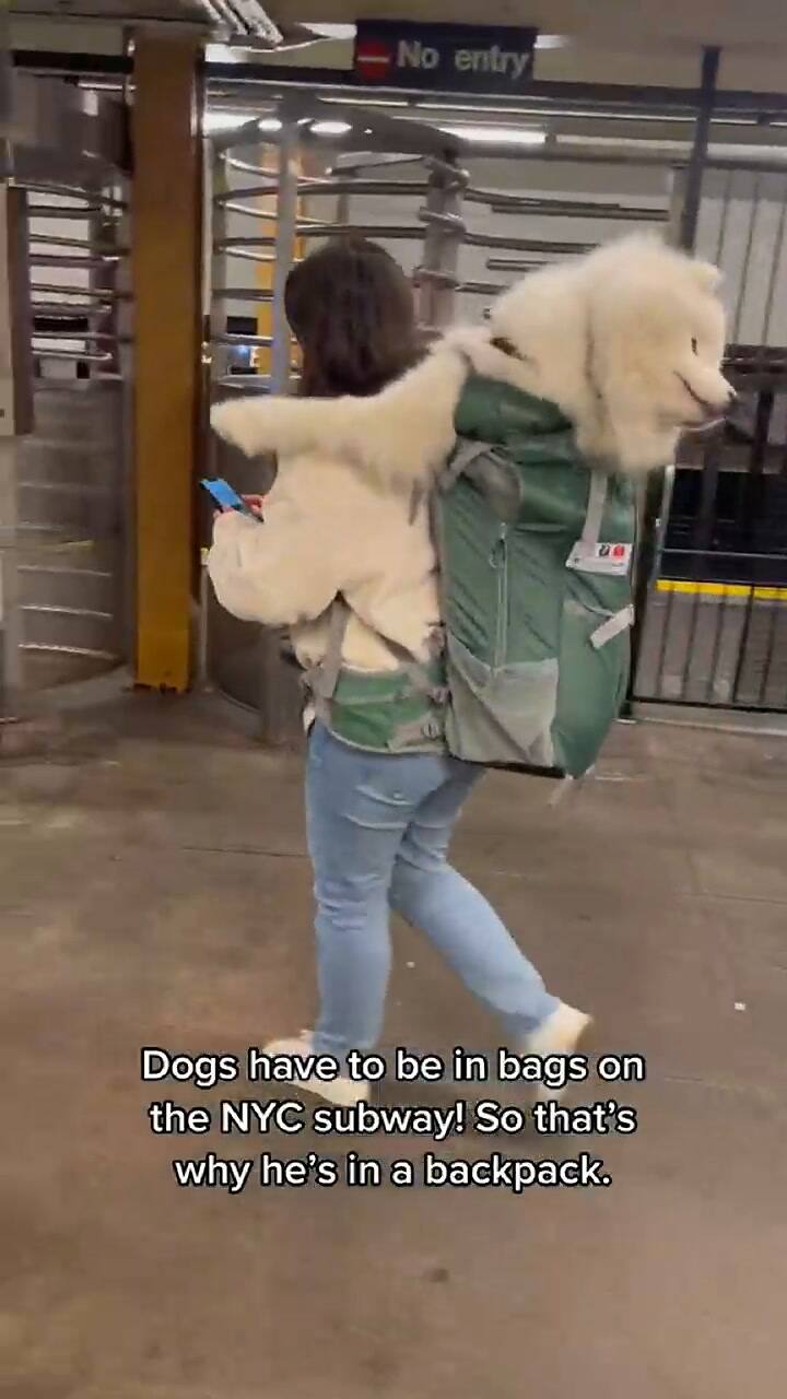 Una mujer y su perro se volvieron virales por la forma en que se transportaban en el metro de NYC