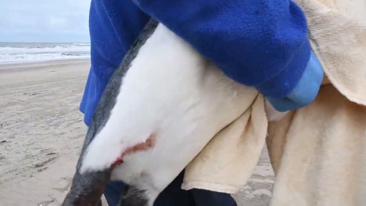 Un final feliz en la costa bonaerense: liberan a un pingüino rey tras una extensa rehabilitación