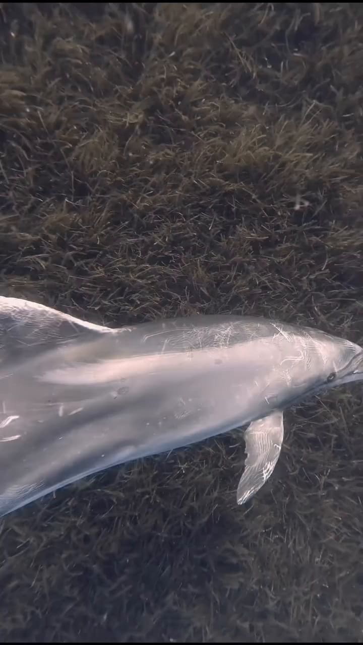 La relación de Johnnie con el delfín quedó registrada en sus redes sociales