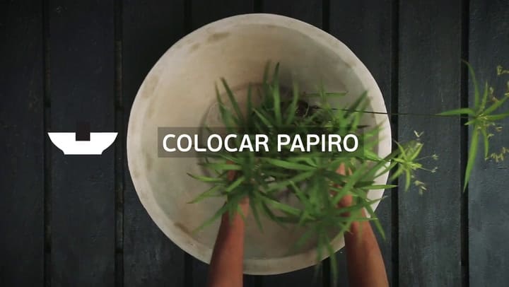 Cómo armar un estanque en una maceta