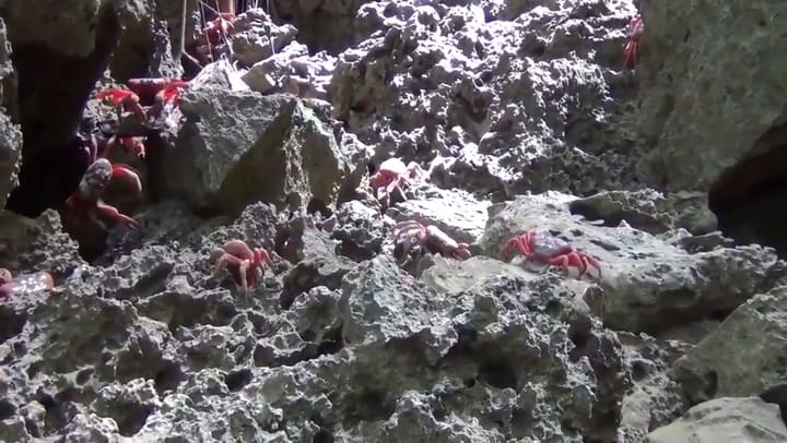 La pequeña isla del Índico que enfrenta una invasión de 50 millones de cangrejos por año - Fuente: Y