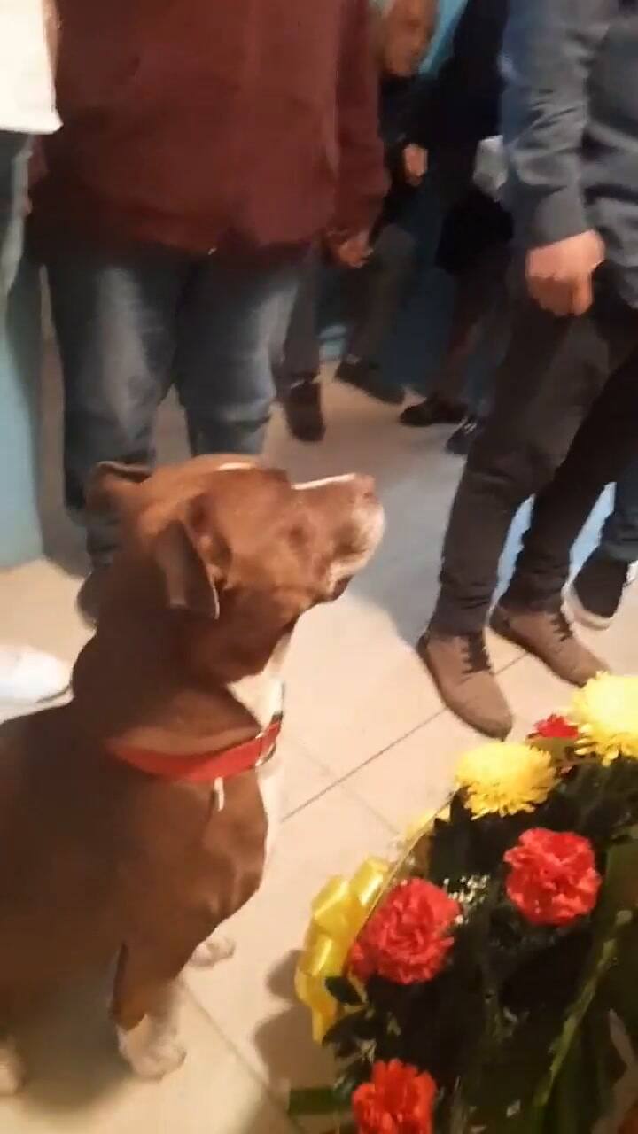 Perrito se despide de su dueña en su funeral