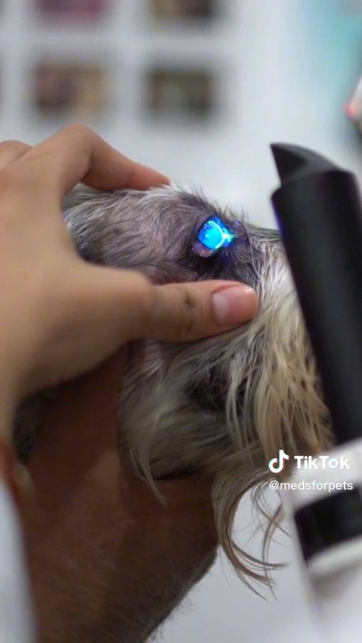 Cómo identificar signos de ceguera en mi perro