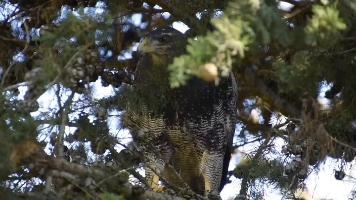 Águila mora vuelve a volar - Fuente: Mundo Marino