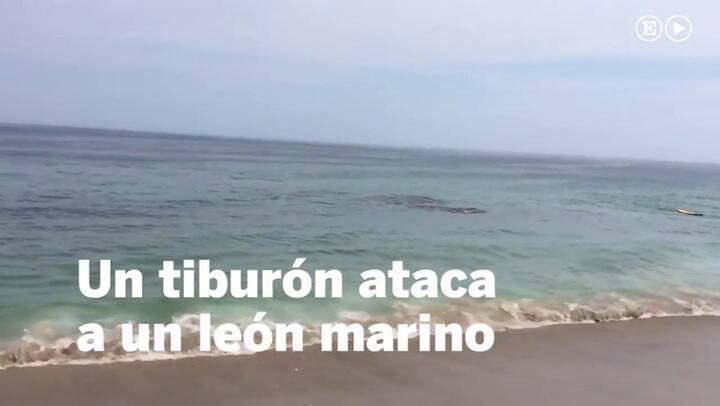 Un tiburón ataca a un león marino en una playa de Nueva Orleans - Fuente: El País