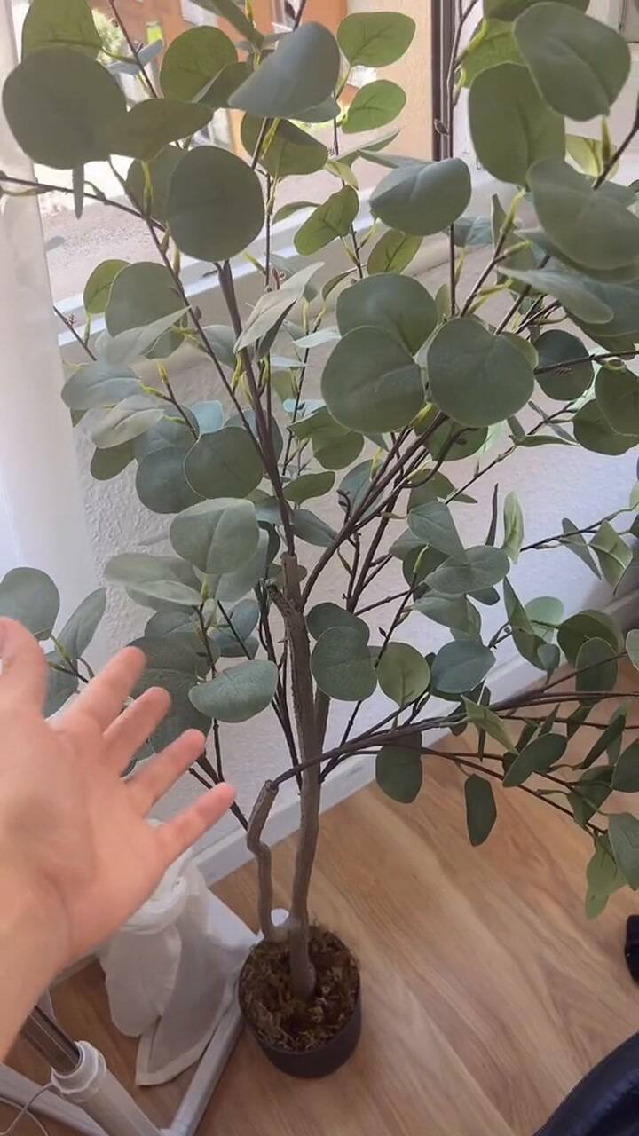 Su hermana le pidió que le cuide las plantas durante las vacaciones, pero nada salió como esperaba