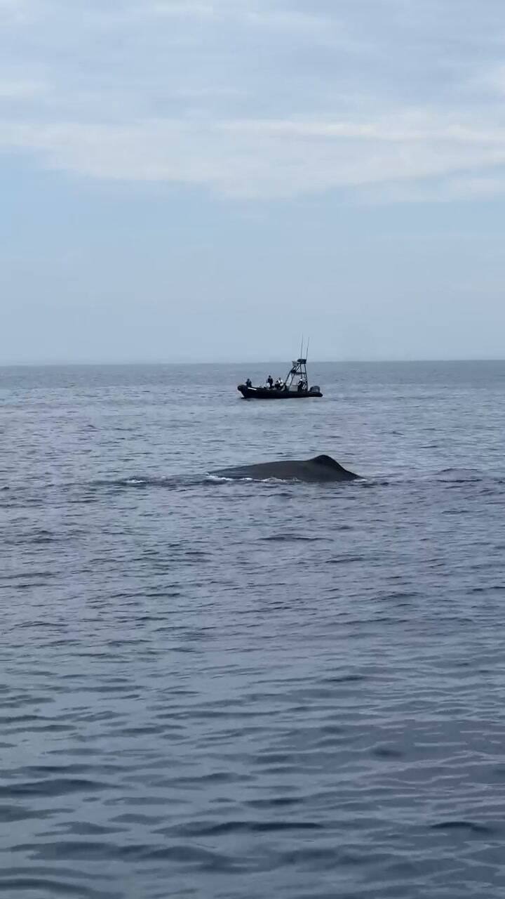 Así se vio una majestuosa ballena cachalote en las costas de California