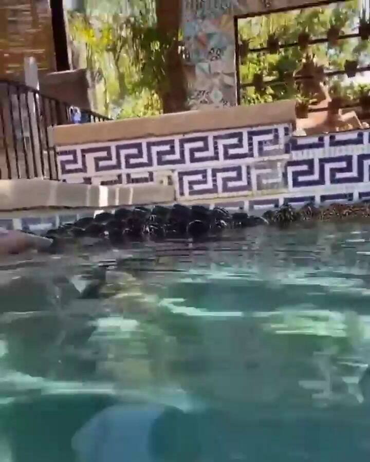 El boxeador mexicano Óscar Valdez se grabó nadando con su cocodrilo