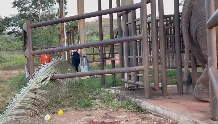 Los primeros días de las elefantas Pocha y Guillermina en Brasil