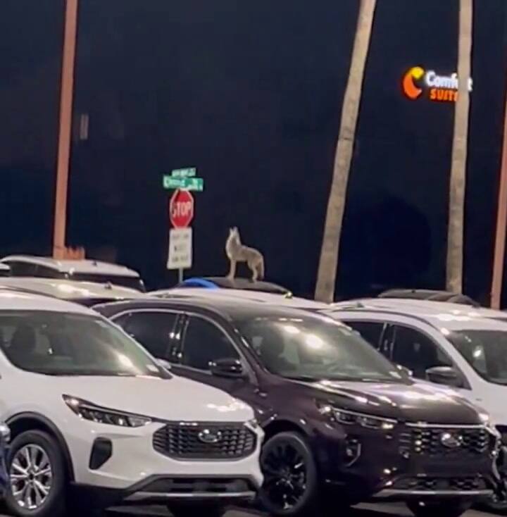 Coyote