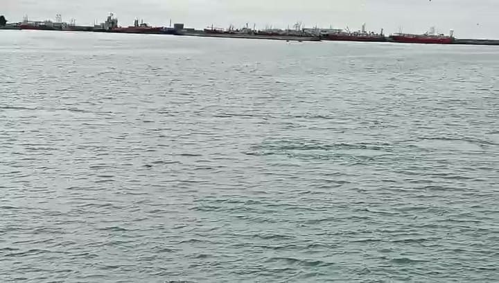 Ballenas en el puerto de Mar del Plata