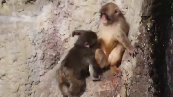 Punch hizo nuevos amigos