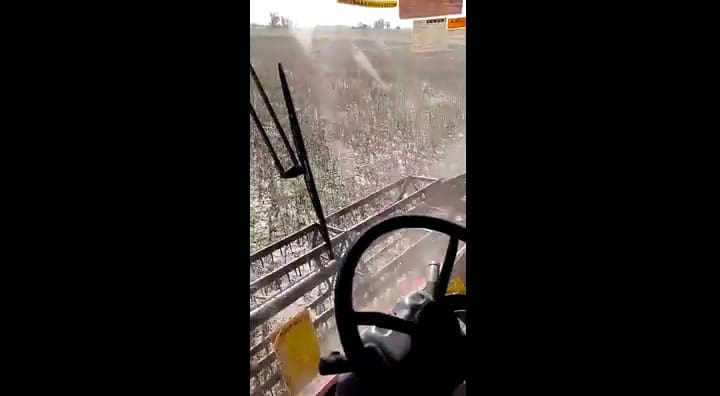 Alberto Luis Sparvoli en la cosecha de un lote de soja que rinde solo 4 quintales