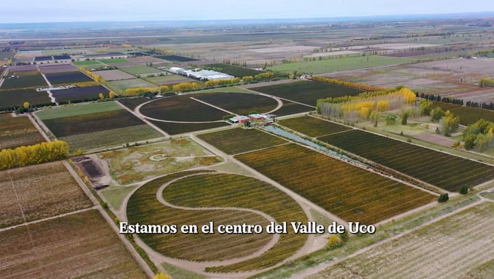 VIDEO 1 TIKAL NATURAL VINEYARDS HORIZONTAL- FINAL ENVIAR