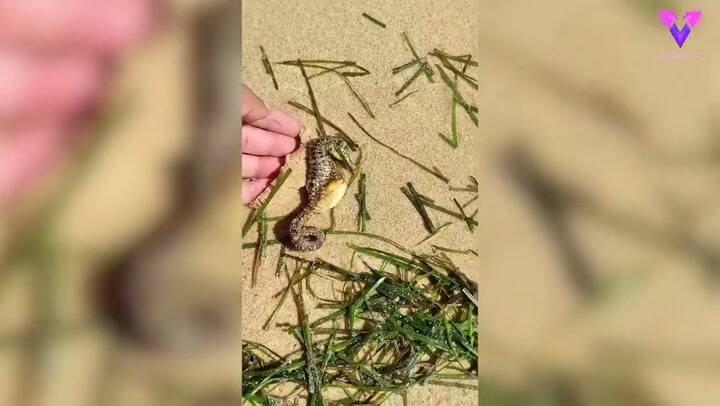 Un hombre rescata a un caballito de mar preñado varado en la playa