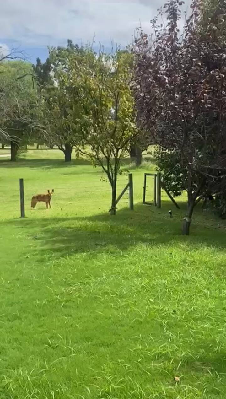 Firu apareció lastimado