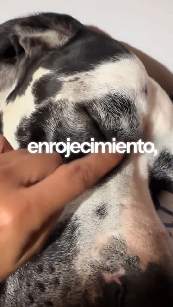 ¿Cuáles son los signos que alertan de que tu mascota tiene que ir al oftalmólogo?