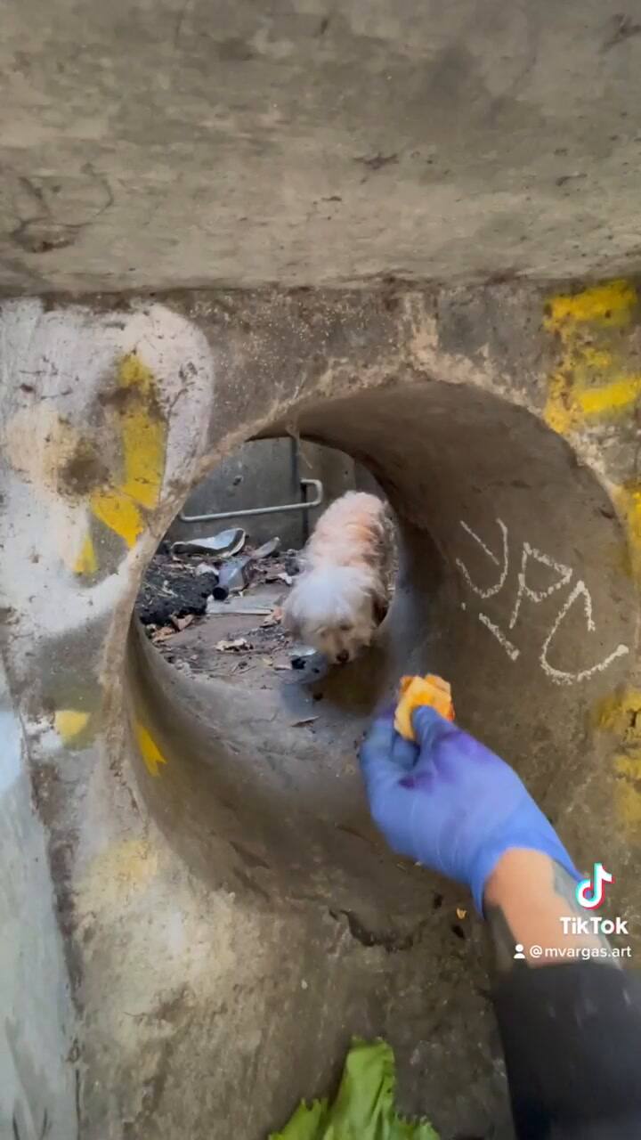 Atrapado en un desagüe, se estaba por rendir hasta que la ayuda apareció del lugar menos esperado