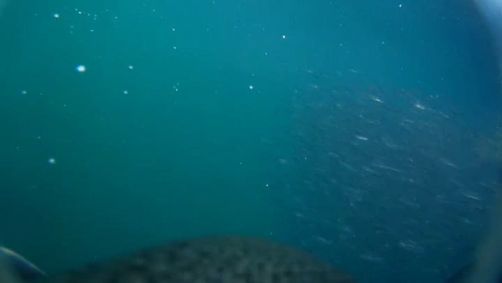 Migración de los pingüinos de Magallanes