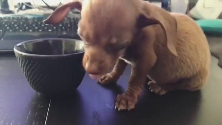 Ki, a pocas semanas de su nacimiento