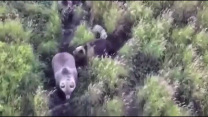 Una familia buscó a su perro perdido y lo encontró al lado de osos