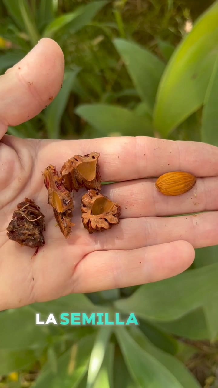 Paso a paso, cómo germinar una semilla de durazno (Video TikTok: @greenmade.planet)