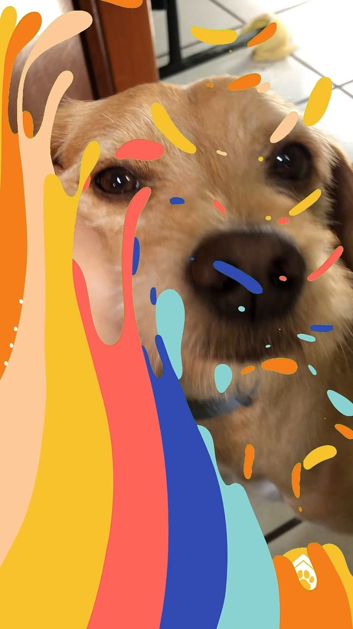 Qué significa que mi perro me mire fijamente