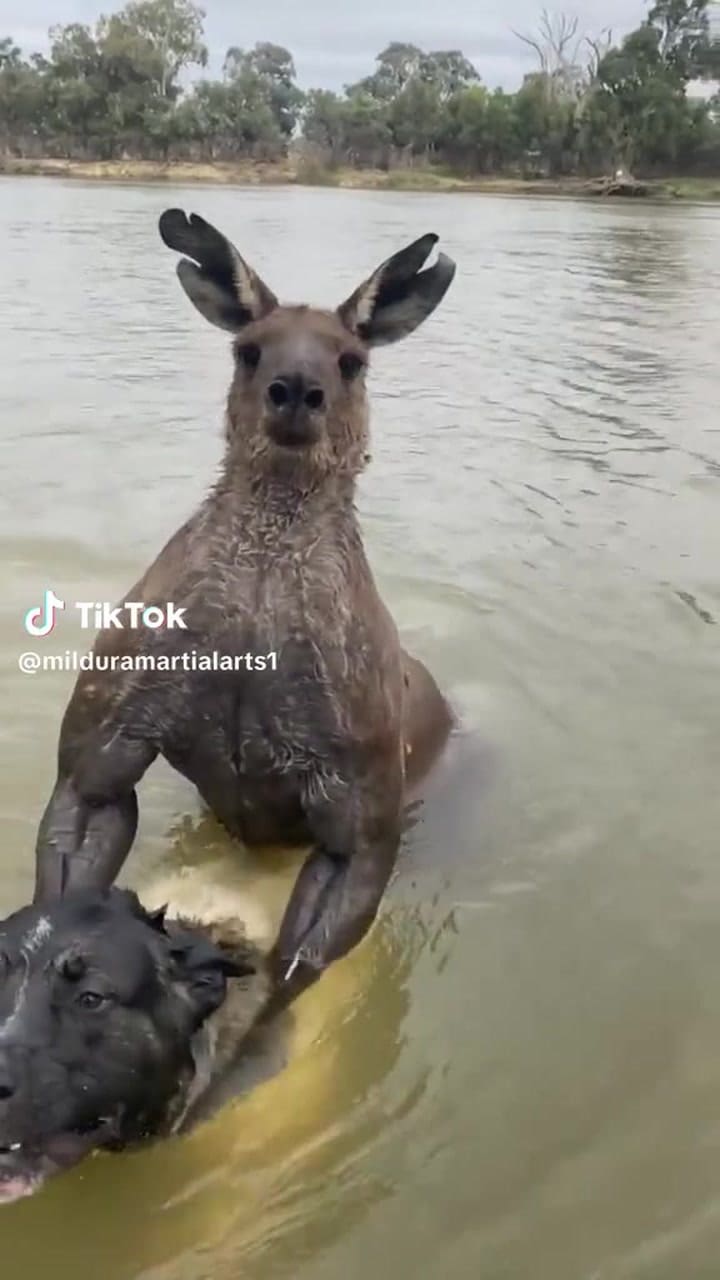 Hombre pelea con canguro para salvar a su perro