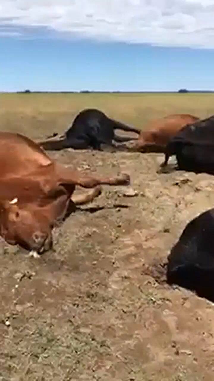 La Pampa: cayó un rayo en un campo y mató a 22 vacas - Fuente: YouTube