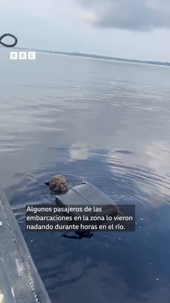 El rescate del jaguar baleado en el Amazonas