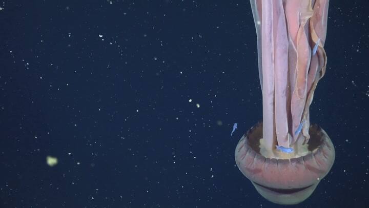 Hallaron una medusa gigante del tamaño de un micro escolar en el Mar Argentino