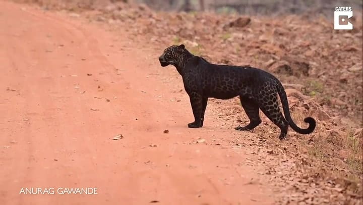 Fotografían y graban a un impresionante leopardo negro en la India - Fuente: Lad Bible