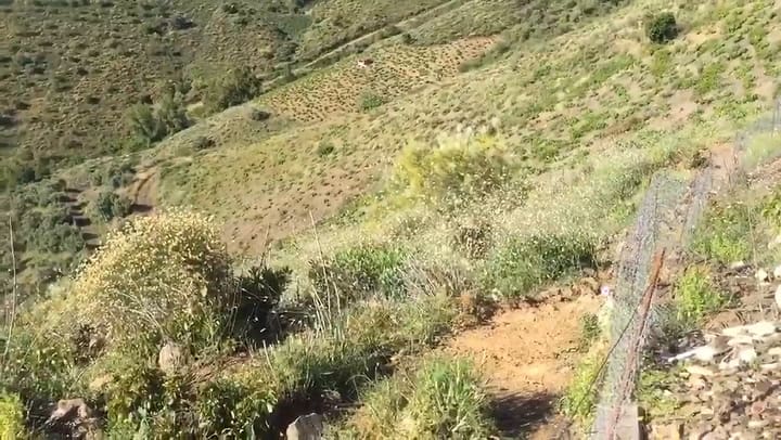 España: el emotivo encuentro entre un hombre y su burra después de la cuarentena