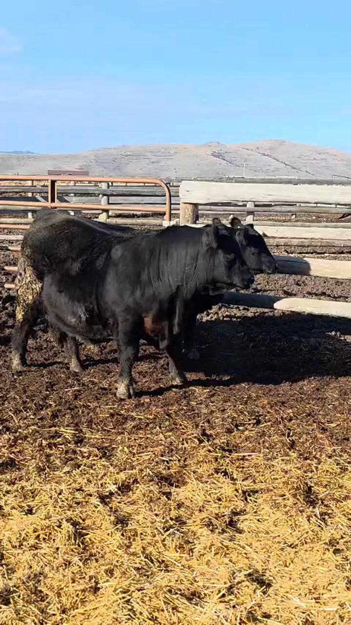 Fueron pagados US$270.000 por el 50% del toro con genética nacional