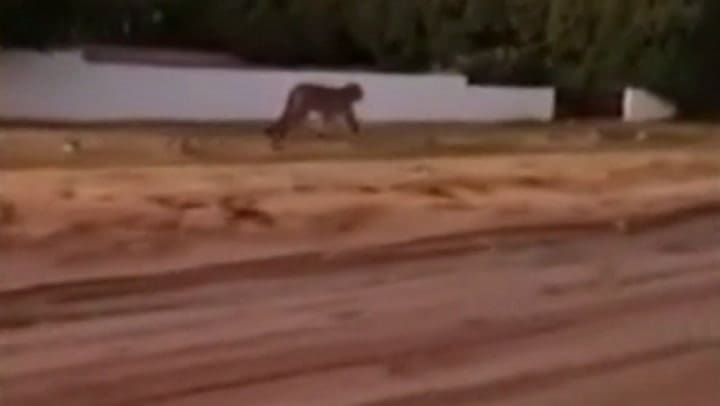 Pánico en Villa Gesell: hay dos pumas sueltos por las calles y piden no salir de las casas