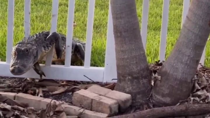 Un caimán rompe un cerco para proteger su nido