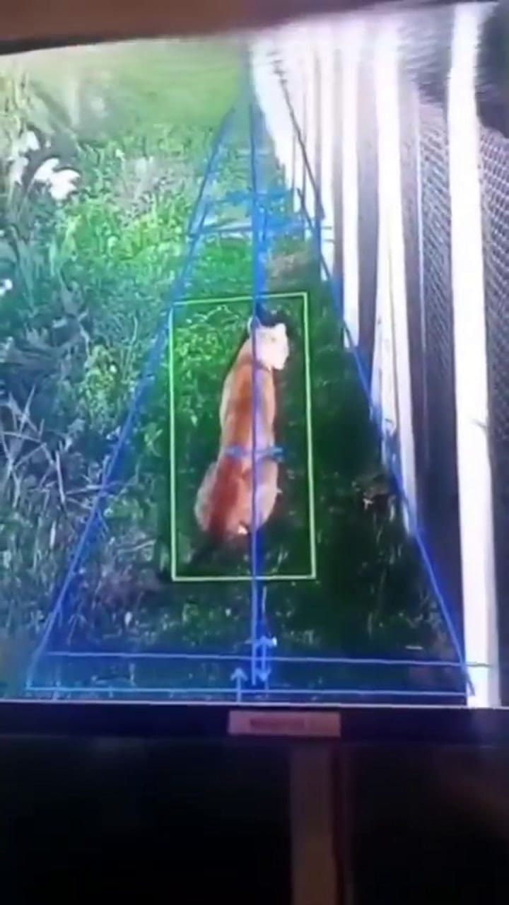 Hudson: un puma suelto causa temor en un barrio privado