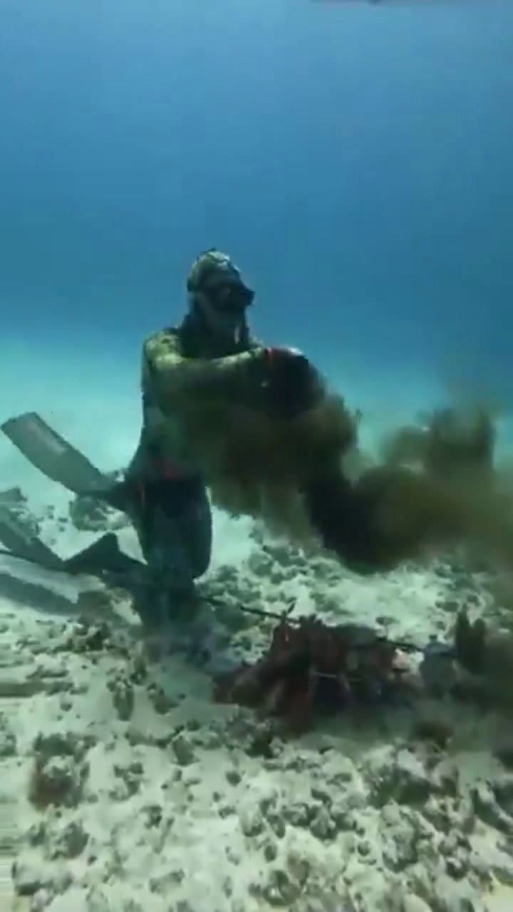 Terror en el mar: un pulpo roció con tinta y estranguló a un buceador