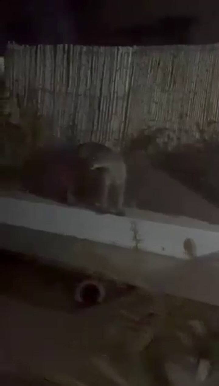 Mendoza: se despertó y encontró a un puma paseando por el patio de su casa