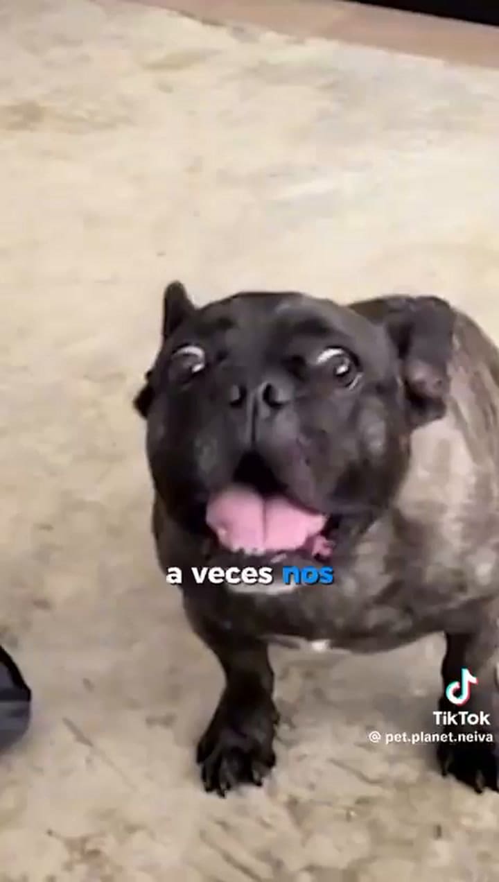 WhatsApp Video 2026-02-10 At 12.13.43