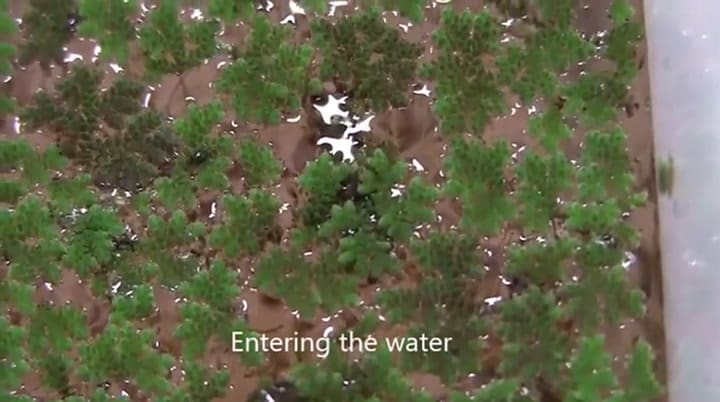 Científicos descubren nueva especie de avispa y la llaman 'Godzilla'