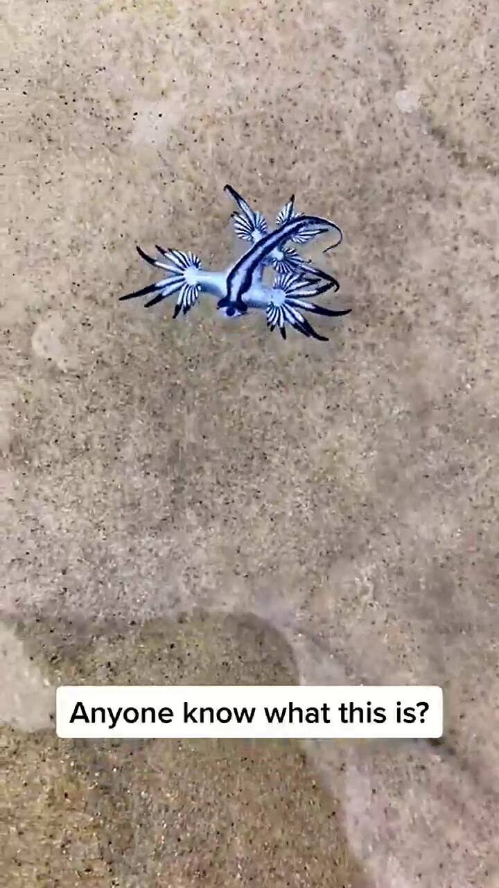 Un usuario de TikTok se filmó jugando con una peligrosa criatura marina