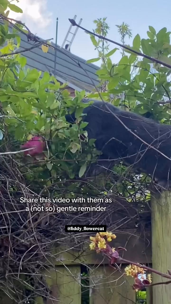 En temporada, Fiddy busca flores y se las da a su dueña como regalo